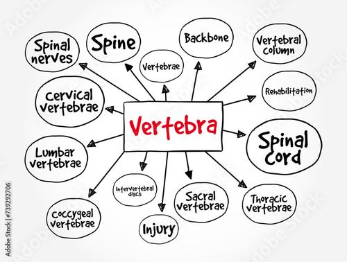 Vertebra - 33 individual, interlocking bones that form the spinal column, mind map text concept background