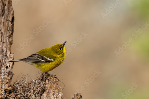 Pine warbler 