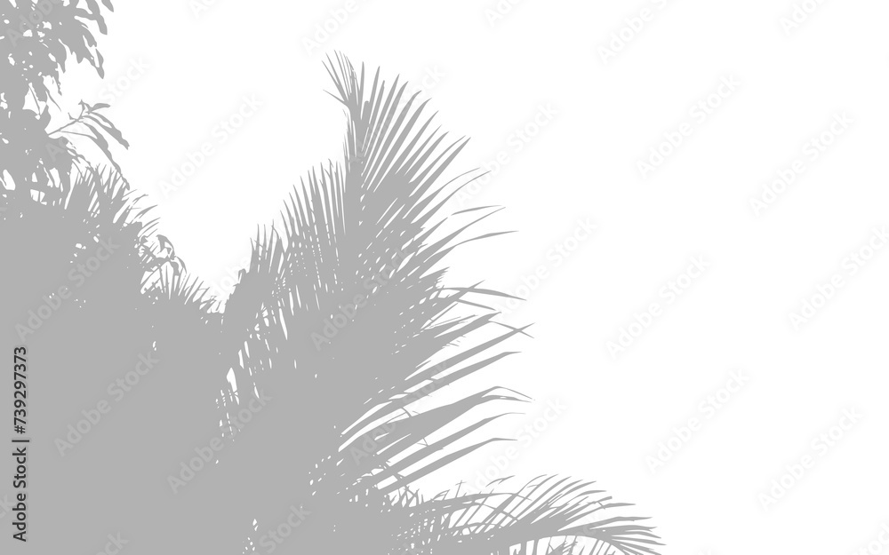 Naklejka premium Abstract background of palm leaves or coconut leaves on top. Natural pattern, gray shadow. Copy space or empty. For advertisements, business cards, brochures transparent backgrounds and png