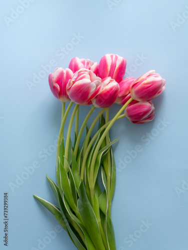 Fototapeta Naklejka Na Ścianę i Meble -  Spring flowers banner Pink tulips on a blue background. International women's day background