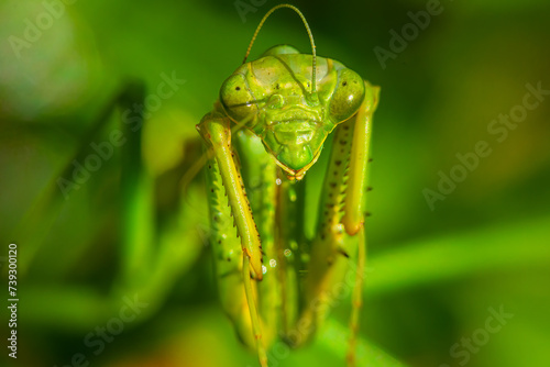 Mantis religiosa photo