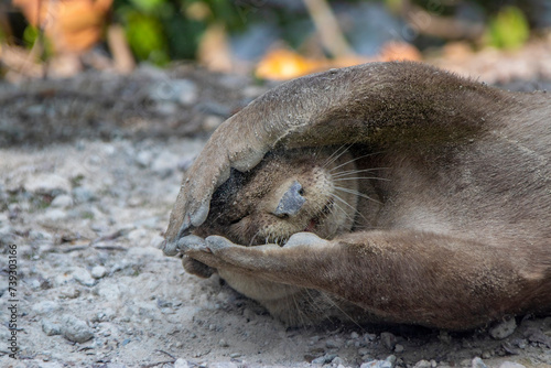 Smooth-coated otter (Lutrogale perspicillata) lies on the ground in Singapore Sungei Buloh Wetland. put paws on the face like playing hide and seek.  photo