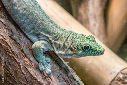 Standing's day gecko (Phelsuma standingi) is an arboreal and diurnal species of lizard in the family Gekkonidae.
It is endemic to southwest Madagascar.