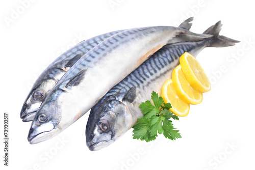 Fish mackerel isolated