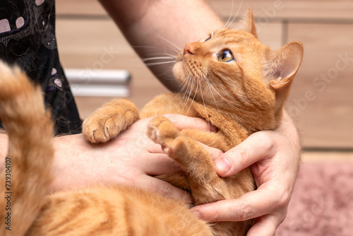 A cat in a man's arms closeup