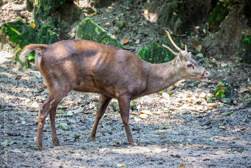 The male Bawean deer (Axis kuhlii), it is a highly threatened species of deer endemic to the island of Bawean in Indonesia.
It is evaluated as critically endangered on the IUCN Red List.  photo