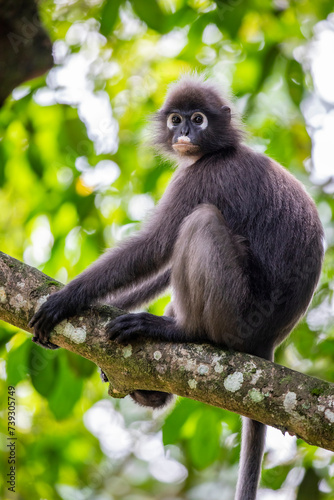 A wild dusky leaf monkey (Trachypithecus obscurus) is sitting on the tree in Taiping Zoo and Night Safari Malaysia. It is a species of primate in the family Cercopithecidae. 