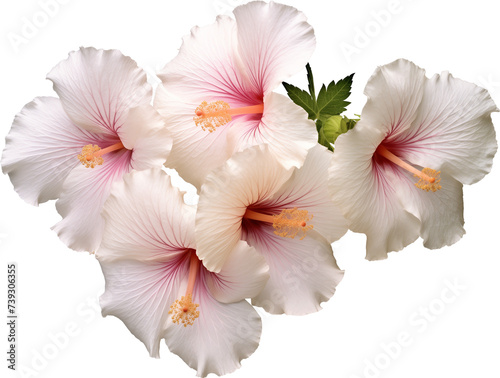South Korean national flower Hibiscus syriacus, transparent background 