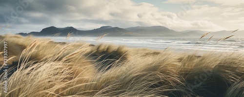Amazing icelandic grass in beach during windy day. photo