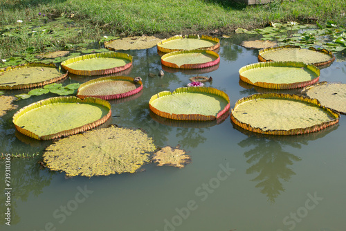 A large lotus leaf in a natural pond