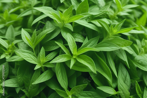 Close Up of a Green Plant With Leaves