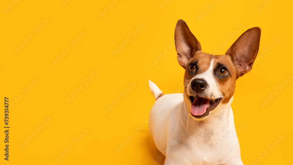 Cheerful Jack Russell with large ears against yellow backdrop, free space