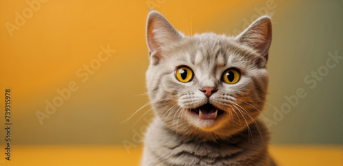 Obraz na płótnie Young crazy funny surprised British short hair cat make big eyes and open mouth closeup on yellow orange background with copy space, funny animal portrait w salonie