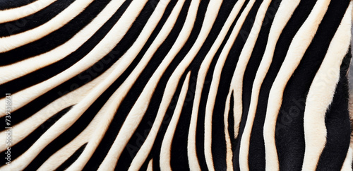 Trendy zebra skin pattern background . Animal fur  texture background for Fabric design  wrapping paper  textile and wallpaper  extra wide
