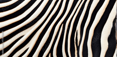 Obraz na płótnie Trendy zebra skin pattern background . Animal fur, texture background for Fabric design, wrapping paper, textile and wallpaper, extra wide w salonie