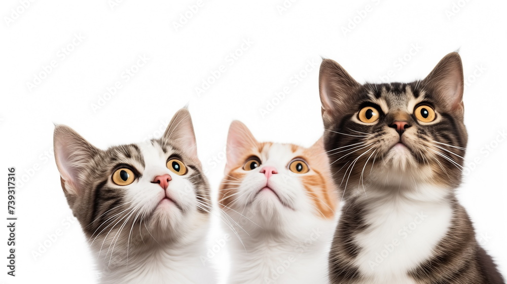 Three interested hungry cats looking up isolated on white background. Copy space. Banner for pet shop.	
