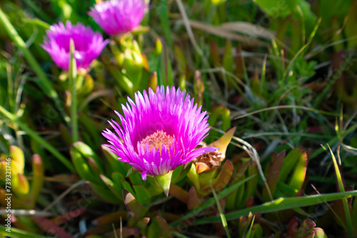 Carpobrotus rossii