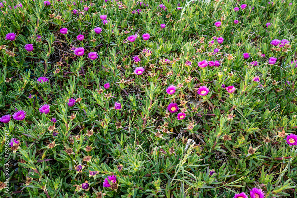 Carpobrotus rossii