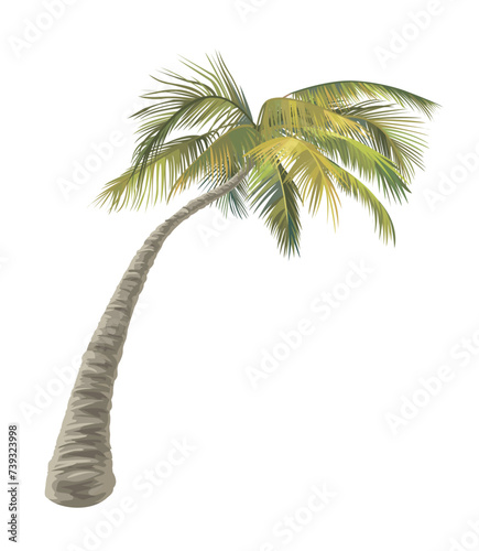 Palm tree isolated on white background