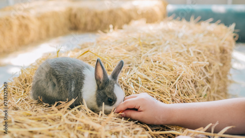 Child feeding rabbits in summer park.
