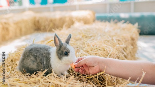 Child feeding rabbits in summer park.