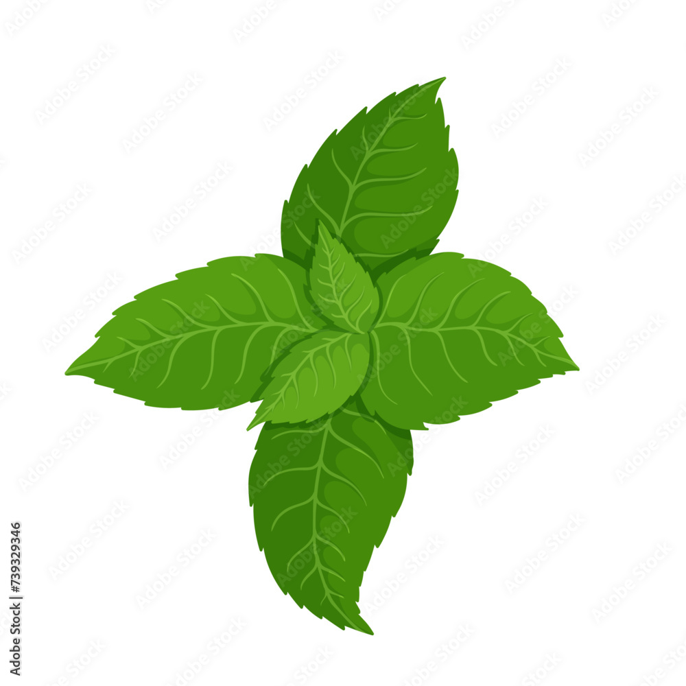 Fresh, green mint leaves. Vector graphics. Fresh, green mint leaves. Vector graphics.