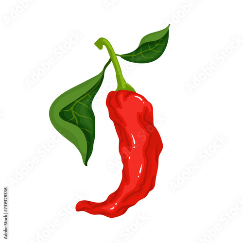 A pod of ripe red chili pepper. Vector graphics.