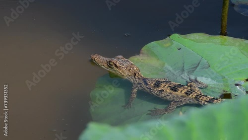 Young Siamese Crocodile in nature at Bueng Boraphet Non-hunting Area, Nakhon Sawan Province, Thailand. photo