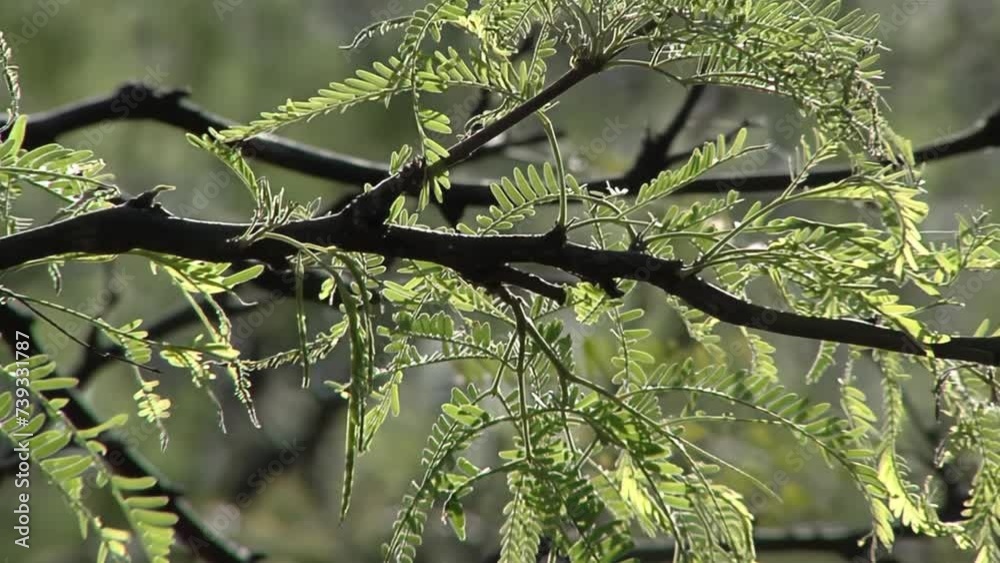 Branch of A Deciduous Tree (Prosopis alba) Known as 