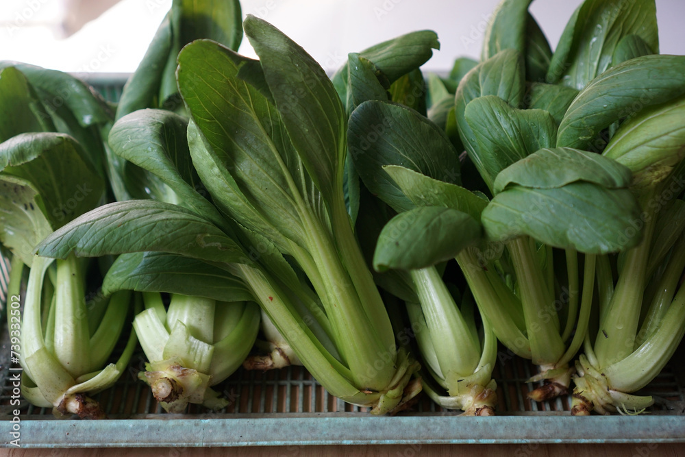 Obraz premium Harvesting pok choy or bok choy. 