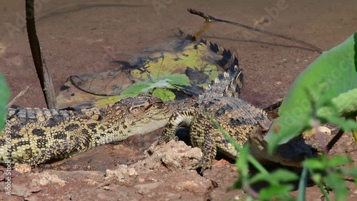 Young Siamese Crocodile in nature at Bueng Boraphet Non-hunting Area, Nakhon Sawan Province, Thailand. photo