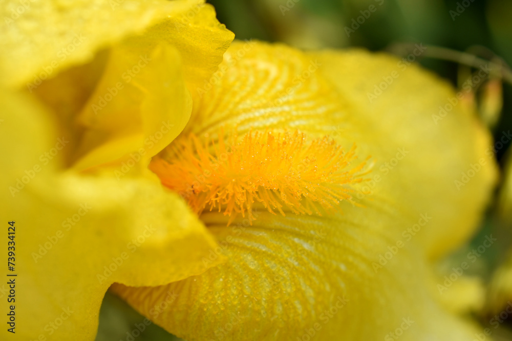 Fototapeta premium Yellow iris flower, close-up.