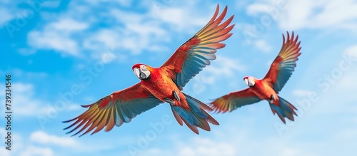 vector illustration Beautiful Scarlet macaw parrot flying in the wild on a green forest background © Sarina