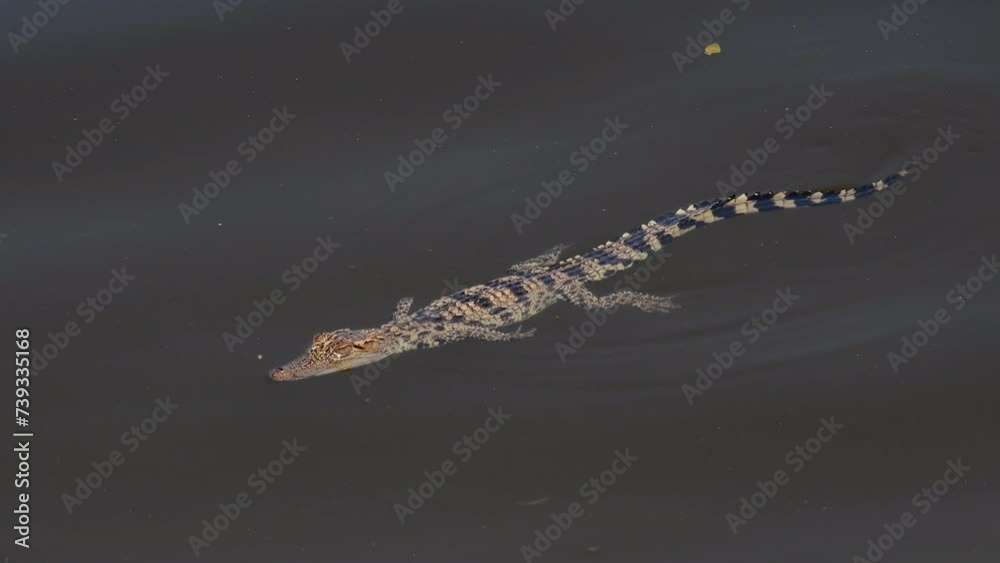 Young Siamese Crocodile in nature at Bueng Boraphet Non-hunting Area, Nakhon Sawan Province, Thailand. Young Siamese Crocodile in nature at Bueng Boraphet Non-hunting Area, Nakhon Sawan Province, Thailand.