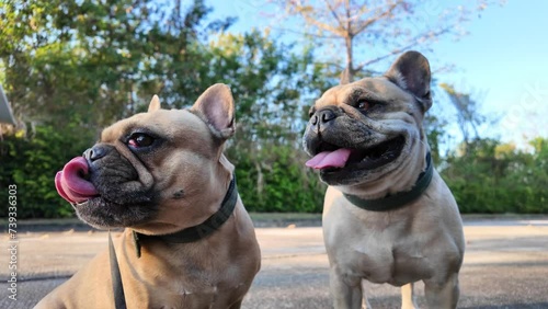 Dogs panting at street on summer.