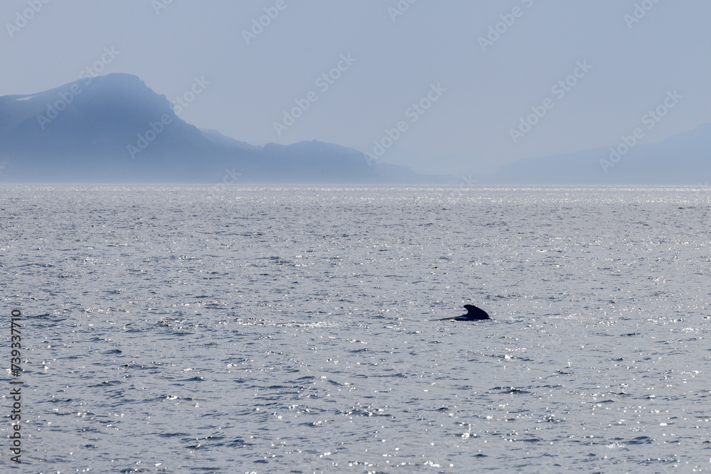 Fototapeta premium A solitary pilot whale emerges in the glittering waters of the Norwegian Sea, with the silhouette of mountains under a misty sky