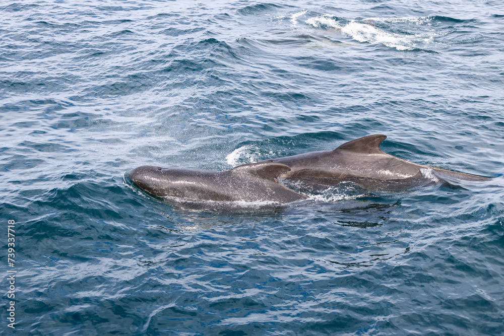 Two adult pilot whales (Globicephala melas) contrast against the textured azure waves, in the crisp, clear waters near Andenes, Norway Two adult pilot whales (Globicephala melas) contrast against the textured azure waves, in the crisp, clear waters near Andenes, Norway