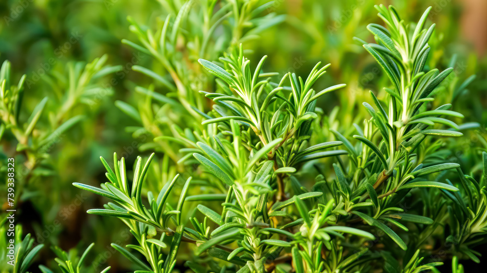 A close up detail captures the vibrant greenery of fresh rosemary herb, flourishing in a well tended garden, offering both culinary delight and aromatic charm.