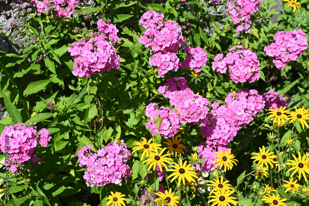 In the garden, among the echinacea flowers, pink annual phlox bloom. In the garden, among the echinacea flowers, pink annual phlox bloom.