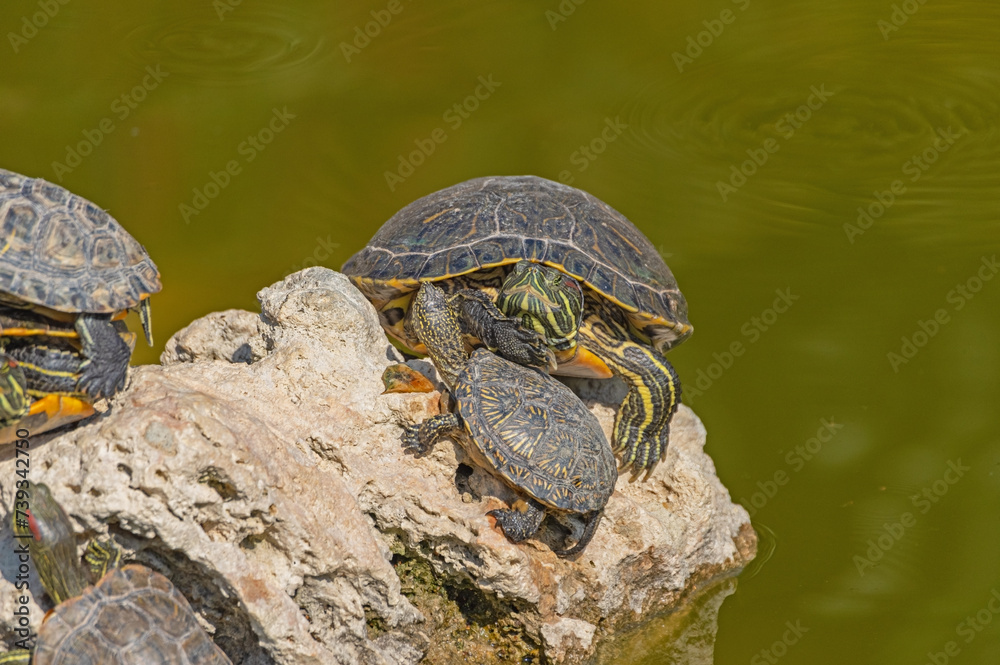 red-eared turtles basking in the sun red-eared turtles basking in the sun