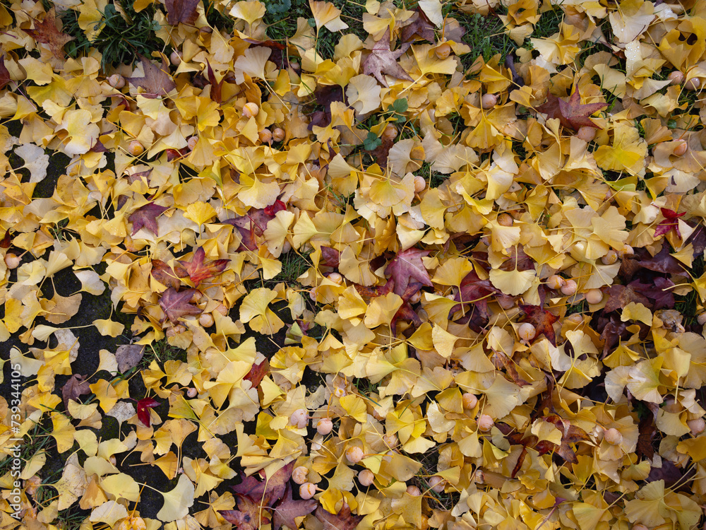 Farben in Marburg, viel Laubfall unter Ginkgo Baum, goldgelb Herbst Farben in Marburg, viel Laubfall unter Ginkgo Baum, goldgelb Herbst