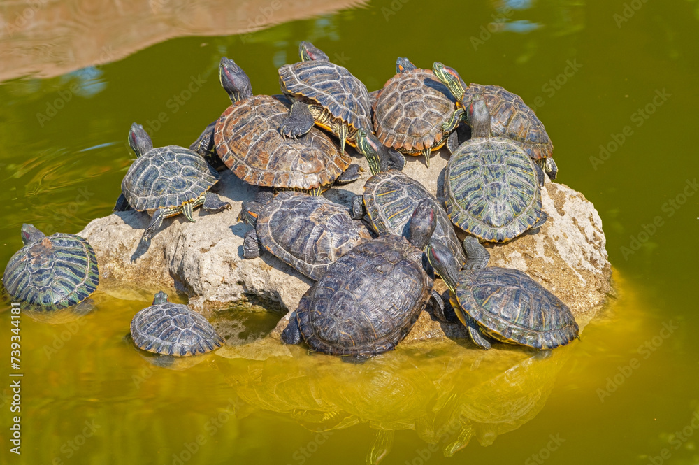 red-eared turtles basking in the sun red-eared turtles basking in the sun