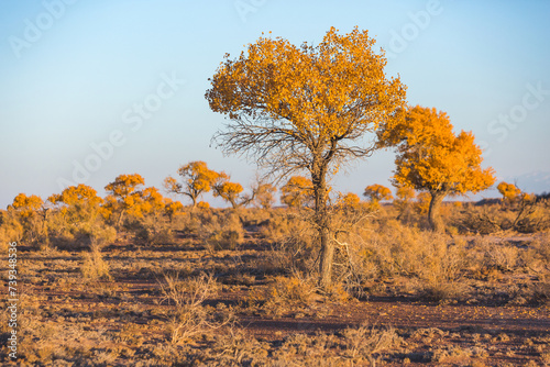 Turanga or poplar variegated trees in Altyn Emel National Park. Kazakhstan photo