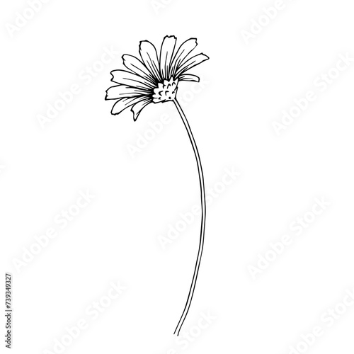 Line sketch, doodle of chamomile flowers. Vector graphics.