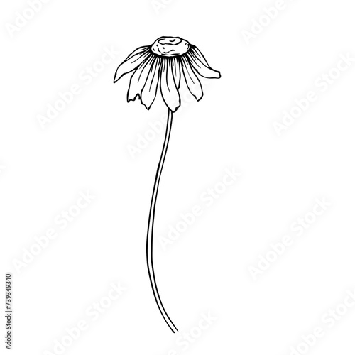 Line sketch, doodle of chamomile flowers. Vector graphics.