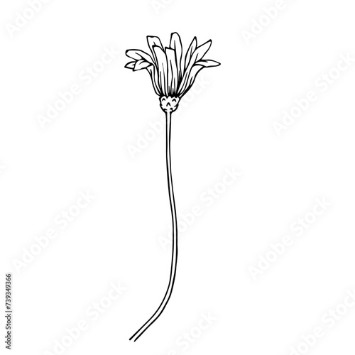 Line sketch, doodle of chamomile flowers. Vector graphics.