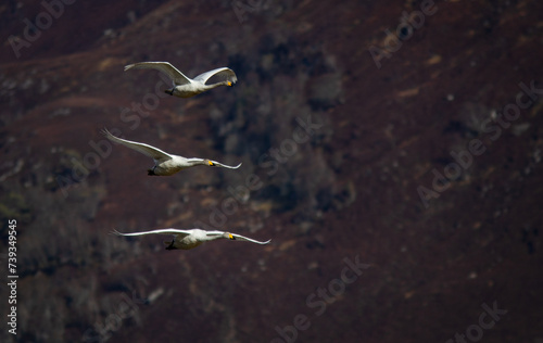 Whooper swans in flight