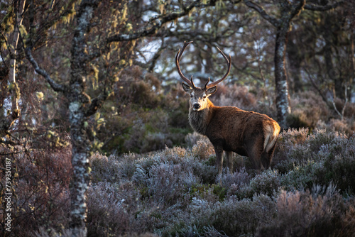 deer in a frosty forest