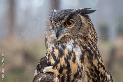 eagle owl portrait