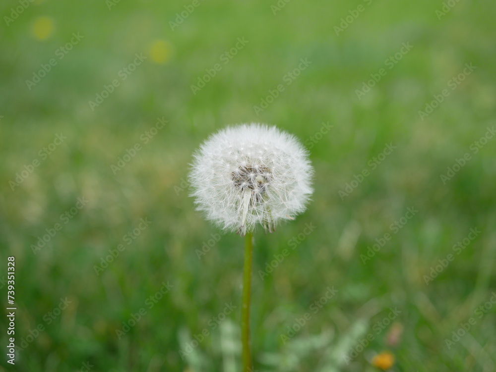 Spring with dandelions in the garden. Green grass on the background